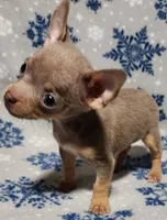 Sebastian, a male Chihuahua for sale in Deltona, FL – 2 of 10