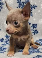 Sebastian, a male Chihuahua for sale in Deltona, FL – 10 of 10