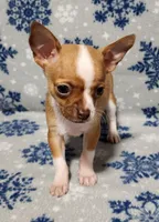 Teddy, a male Chihuahua for sale in Deltona, FL – Photo 5 of 10