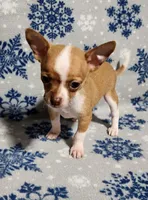 Teddy, a male Chihuahua for sale in Deltona, FL – Photo 3 of 10