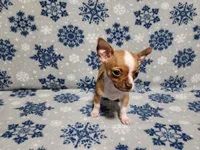 Teddy, a male Chihuahua for sale in Deltona, FL – Photo 10 of 10