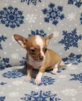 Teddy, a male Chihuahua for sale in Deltona, FL – Photo 6 of 10