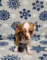 Teddy, a male Chihuahua for sale in Deltona, FL – Photo 7 of 10