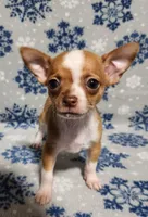 Teddy, a male Chihuahua for sale in Deltona, FL – Photo 2 of 10