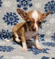 Teddy, a male Chihuahua for sale in Deltona, FL – Photo 4 of 10