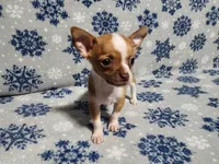 Teddy, a male Chihuahua for sale in Deltona, FL – Photo 8 of 10