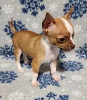 Teddy, a male Chihuahua for sale in Deltona, FL – Photo 1 of 10