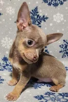 Sebastian, a male Chihuahua for sale in Deltona, FL – 5 of 10