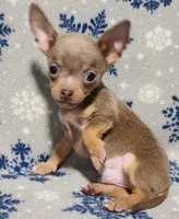 Sebastian, a male Chihuahua for sale in Deltona, FL – 6 of 10
