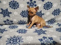 Russell, a male Chihuahua for sale in Deltona, FL – Photo 6 of 10