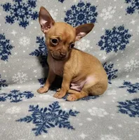 Russell, a male Chihuahua for sale in Deltona, FL – Photo 3 of 10