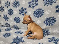 Russell, a male Chihuahua for sale in Deltona, FL – Photo 8 of 10