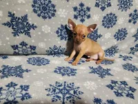 Russell, a male Chihuahua for sale in Deltona, FL – Photo 9 of 10