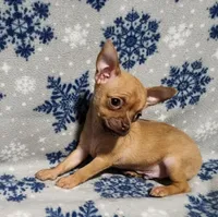 Russell, a male Chihuahua for sale in Deltona, FL – Photo 1 of 10