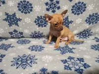 Russell, a male Chihuahua for sale in Deltona, FL – Photo 5 of 10