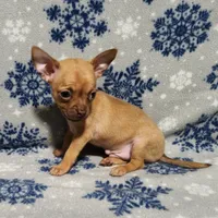 Russell, a male Chihuahua for sale in Deltona, FL – Photo 2 of 10