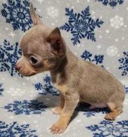 Sebastian, a male Chihuahua for sale in Deltona, FL – 4 of 10