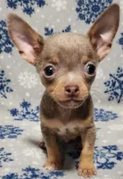 Sebastian, a male Chihuahua for sale in Deltona, FL – 7 of 10