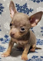 Sebastian, a male Chihuahua for sale in Deltona, FL – 8 of 10