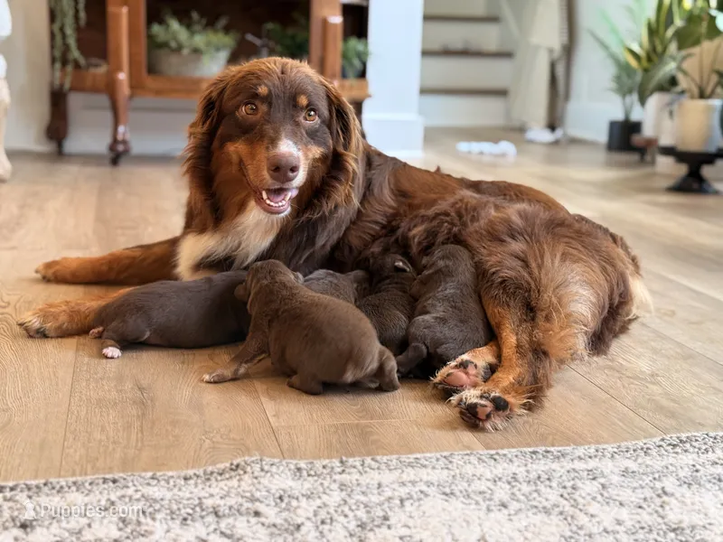 Indy’s litter  – Australian Shepherd puppy for sale in Abbeville, SC