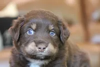 forrest, a male Australian Shepherd for sale in Abbeville, SC – 3 of 10