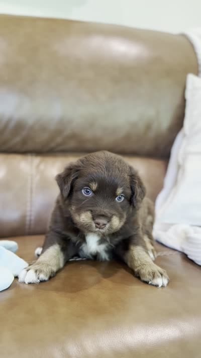 forrest, a male Australian Shepherd for sale in Abbeville, SC – 8 of 10