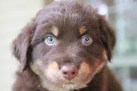 forrest, a male Australian Shepherd for sale in Abbeville, SC – 4 of 10
