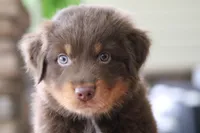 diggory, a male Australian Shepherd for sale in Abbeville, SC – 4 of 10