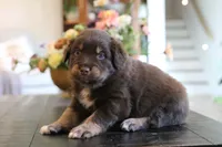 forrest, a male Australian Shepherd for sale in Abbeville, SC – 2 of 10