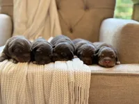 Indy’s litter , a male Australian Shepherd for sale in Abbeville, SC – 2 of 9