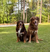 Indy’s litter , a male Australian Shepherd for sale in Abbeville, SC – 9 of 9