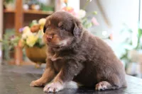 clyde, a male Australian Shepherd for sale in Abbeville, SC – 2 of 9