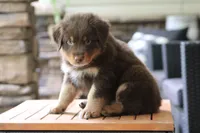 diggory, a male Australian Shepherd for sale in Abbeville, SC – 2 of 10