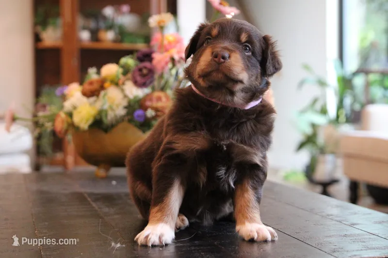 lana – Australian Shepherd puppy for sale in Abbeville, SC