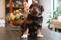lana, a female Australian Shepherd for sale in Abbeville, SC – 1 of 10