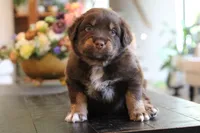 forrest, a male Australian Shepherd for sale in Abbeville, SC – 4 of 10
