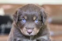 bear, a male Australian Shepherd for sale in Abbeville, SC – 3 of 4