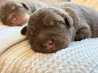 Indy’s litter , a male Australian Shepherd for sale in Abbeville, SC – 4 of 9