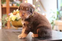 diggory, a male Australian Shepherd for sale in Abbeville, SC – 3 of 10