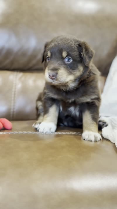 lana, a female Australian Shepherd for sale in Abbeville, SC – 10 of 10