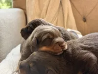 Indy’s litter , a male Australian Shepherd for sale in Abbeville, SC – 8 of 9