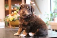 lana, a female Australian Shepherd for sale in Abbeville, SC – 3 of 10