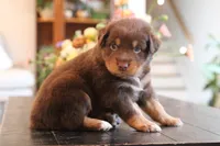 diggory, a male Australian Shepherd for sale in Abbeville, SC – 4 of 10