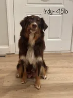 forrest, a male Australian Shepherd for sale in Abbeville, SC – 7 of 10