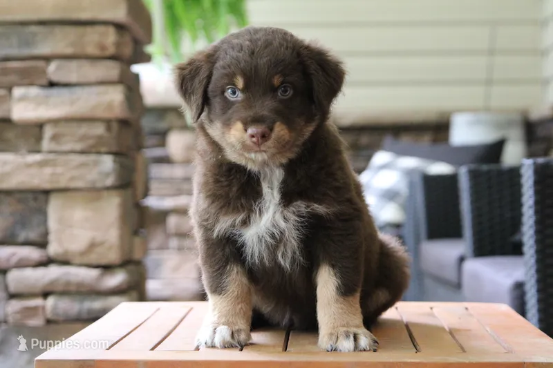 forrest – Australian Shepherd puppy for sale in Abbeville, SC