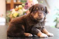 lana, a female Australian Shepherd for sale in Abbeville, SC – 2 of 10