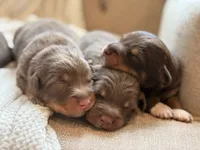 Indy’s litter , a male Australian Shepherd for sale in Abbeville, SC – 5 of 9
