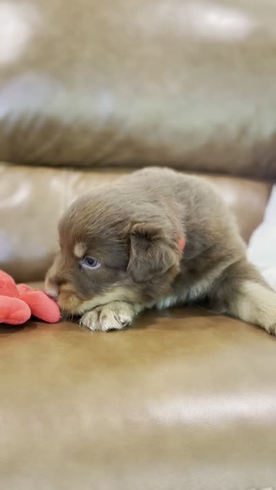 clyde, a male Australian Shepherd for sale in Abbeville, SC – 6 of 9