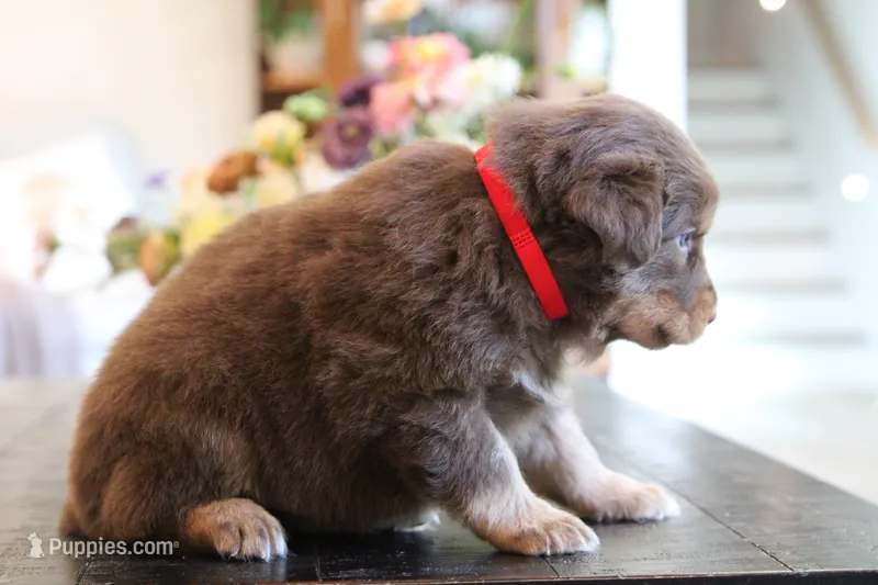 clyde – Australian Shepherd puppy for sale in Abbeville, SC