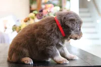 clyde, a male Australian Shepherd for sale in Abbeville, SC – 1 of 9